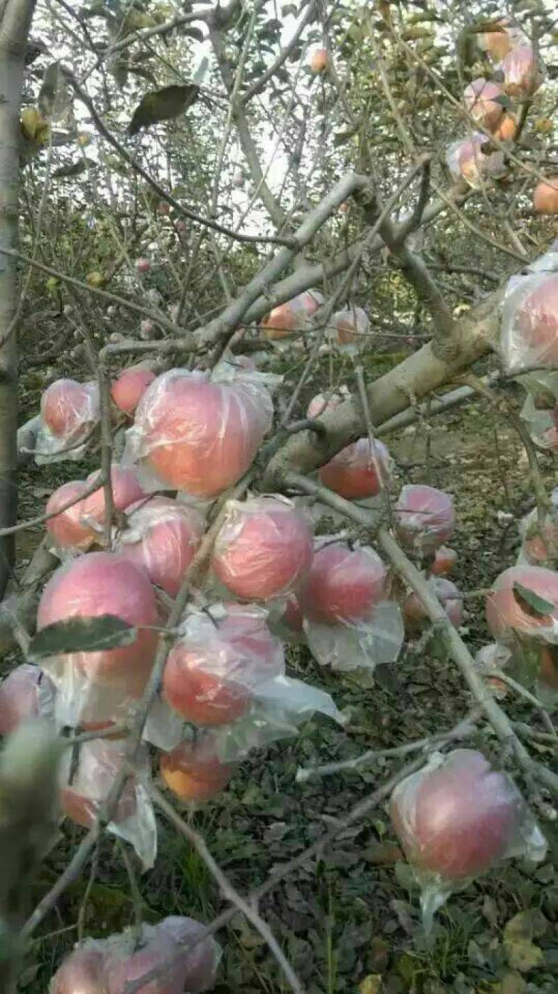 膜袋红富士苹果价格