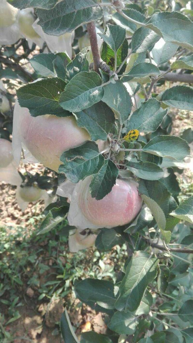膜袋红富士苹果价格