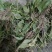 车前草干货