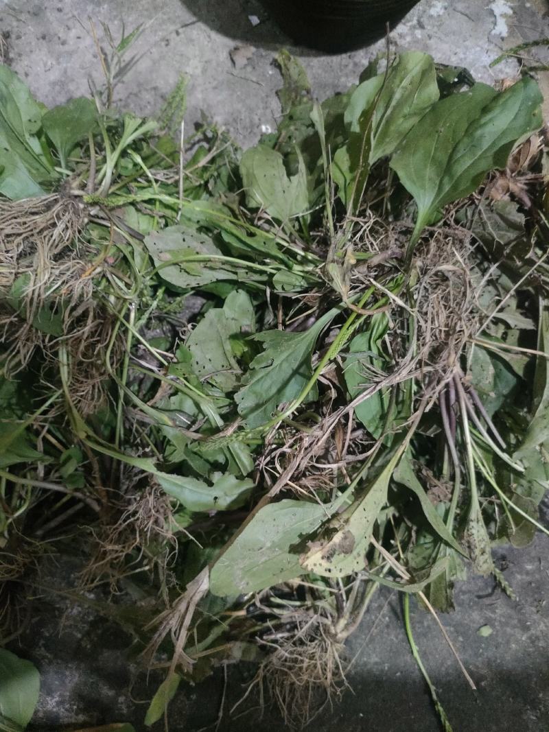 车前草干货
