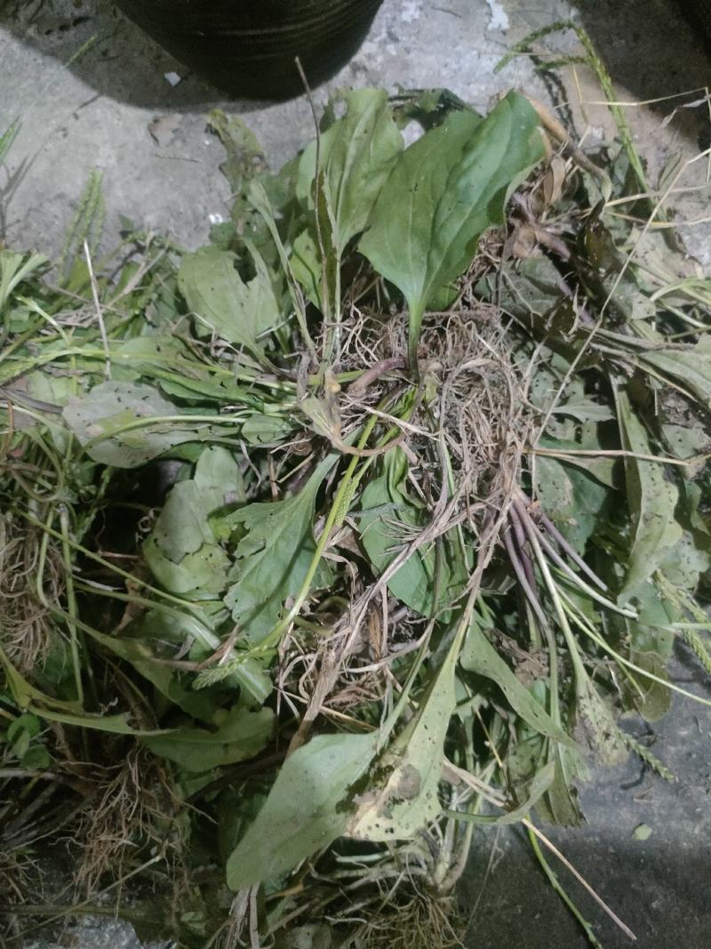 车前草干货