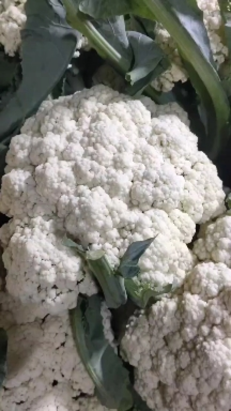 有机花菜青梗有机花，产地直发，货源充足，一手货源