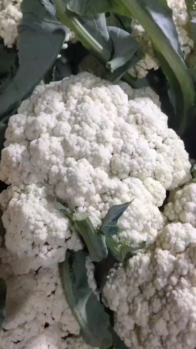 有机花菜青梗有机花，产地直发，货源充足，一手货源