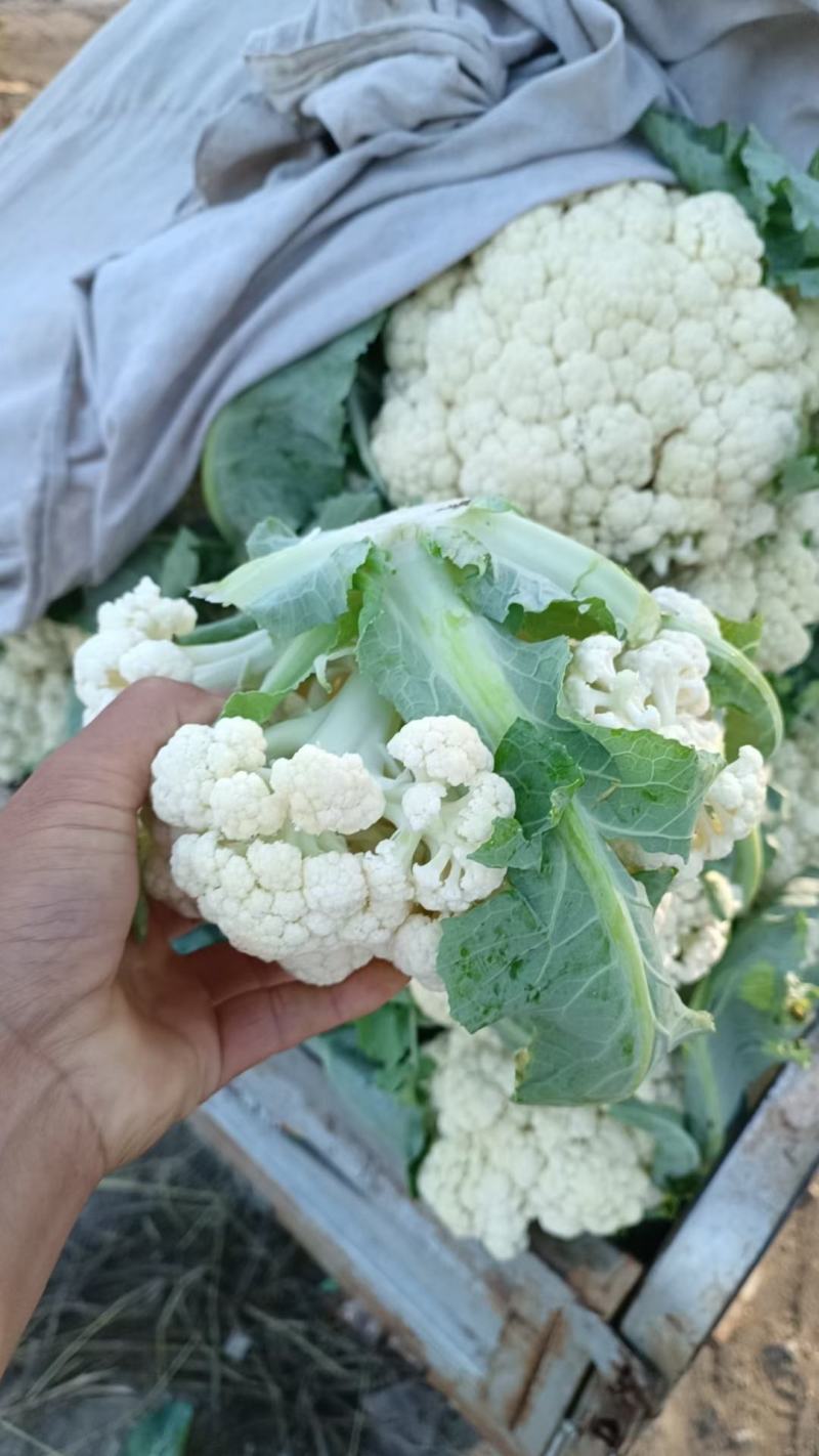 有机花菜青梗有机花，产地直发，货源充足，一手货源