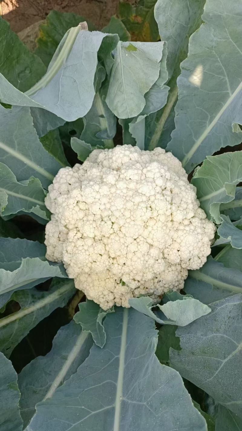 有机花菜青梗有机花，产地直发，货源充足，一手货源