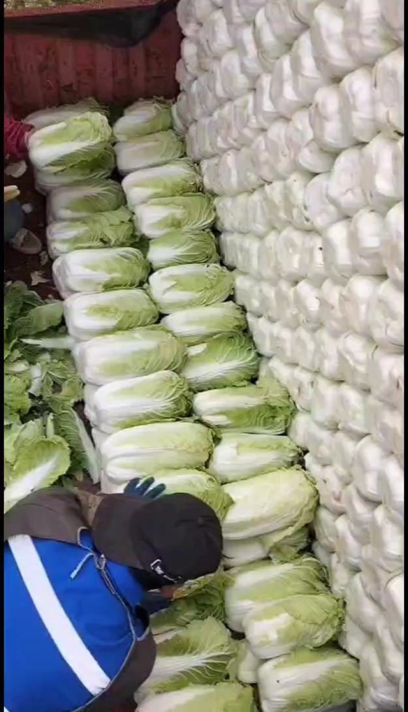 黄心白菜大量上市，河北白菜正在热销中，质量有保证价格实惠