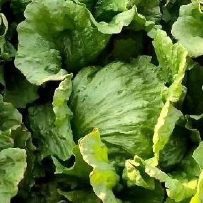 唐山市滦南县精品结球生菜