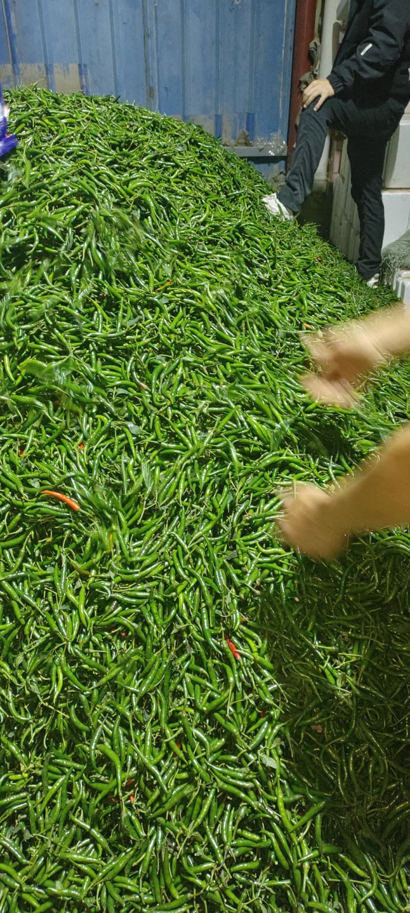 大量深绿色的小米椒上市了，需要的抓紧时间联系