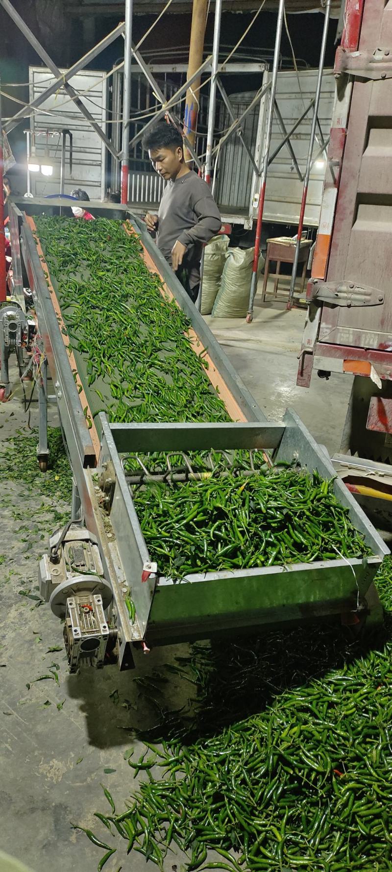 大量深绿色的小米椒上市了，需要的抓紧时间联系