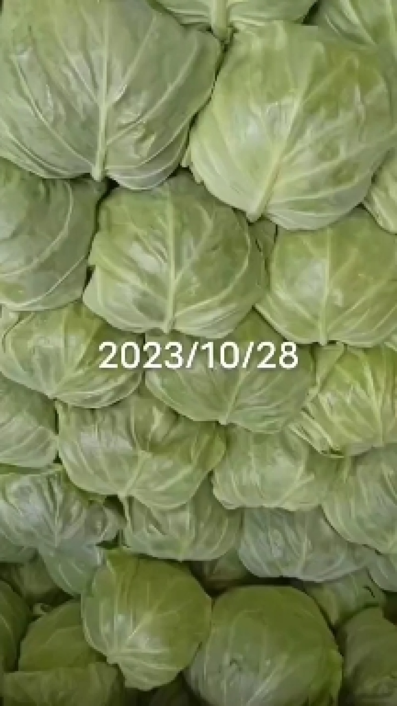 甘蓝大量上市产地直发一手货源价格便宜欢迎咨询