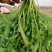 大叶荠菜，价格合适