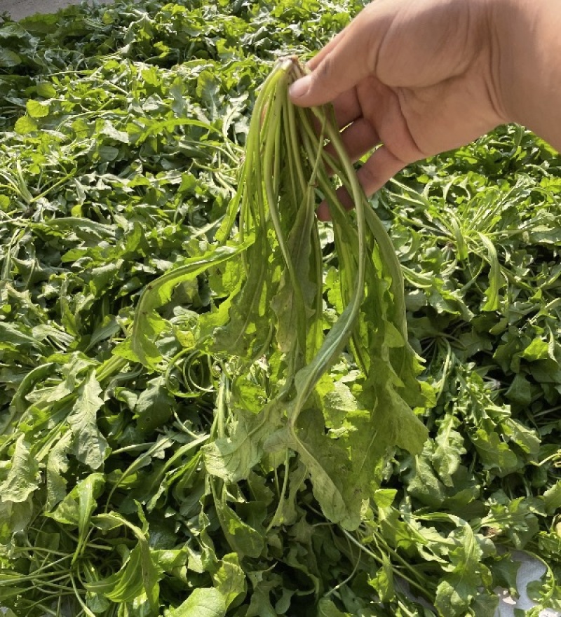 大叶荠菜，价格合适