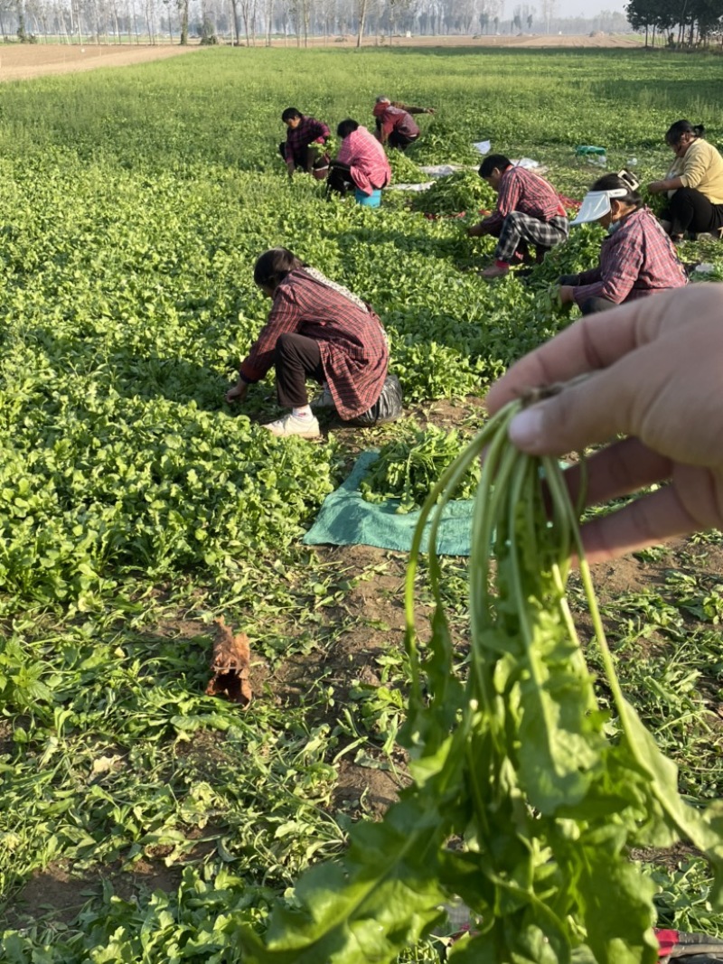 大叶荠菜，价格合适