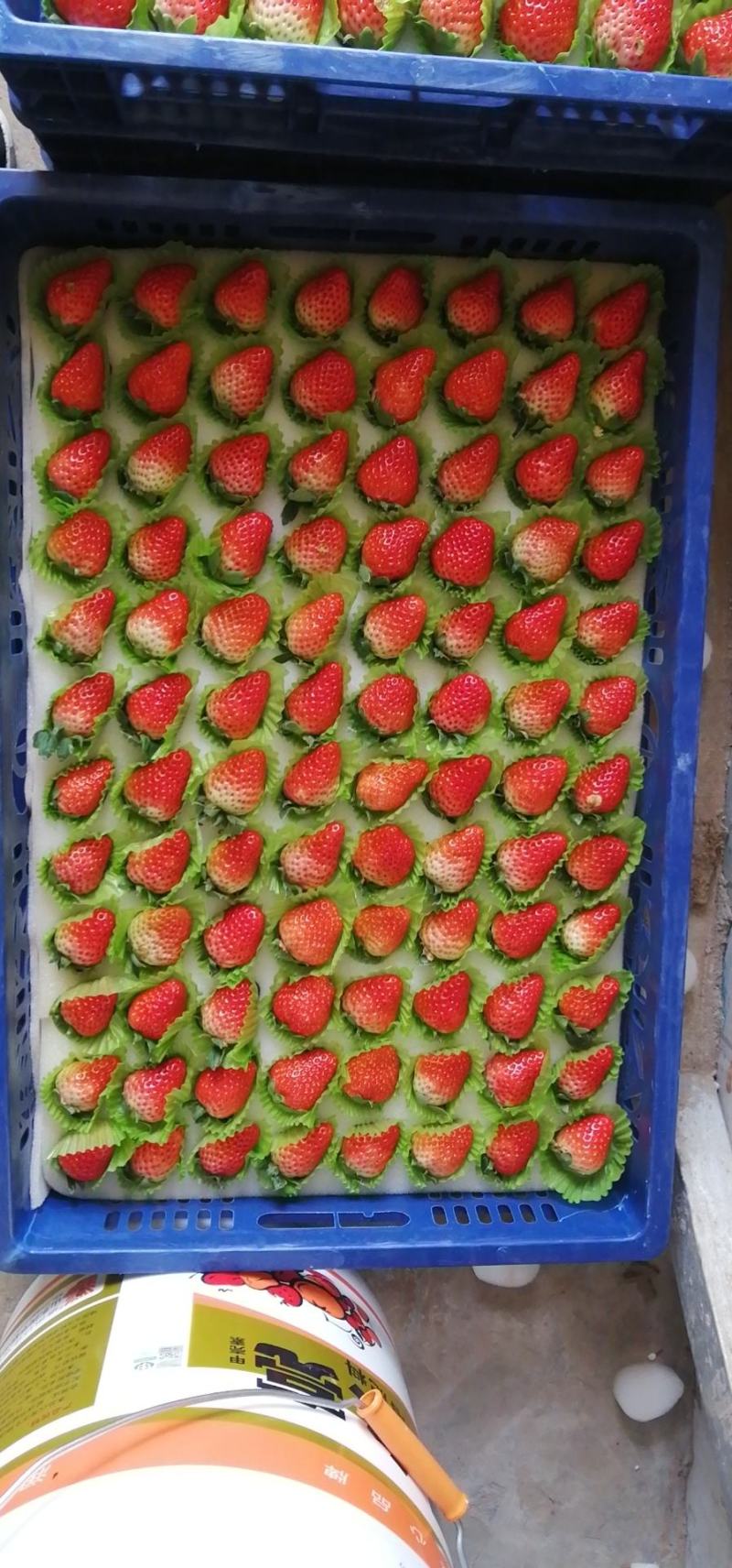 红颜草莓