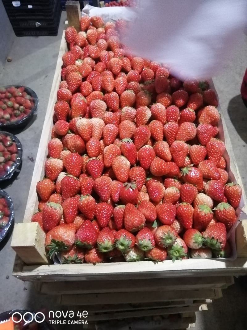 红颜草莓