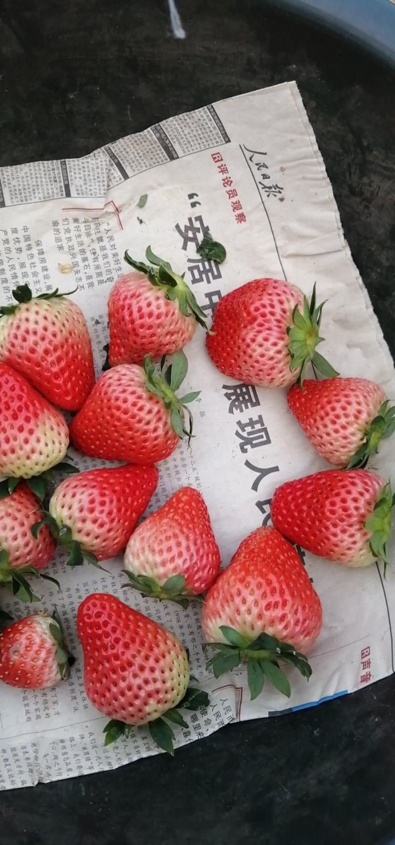 红颜草莓