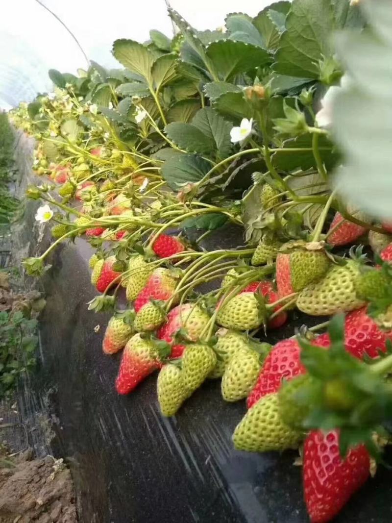 红颜草莓