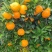【精品】蜜橘特早大量电商平台市场地头装货可看园采