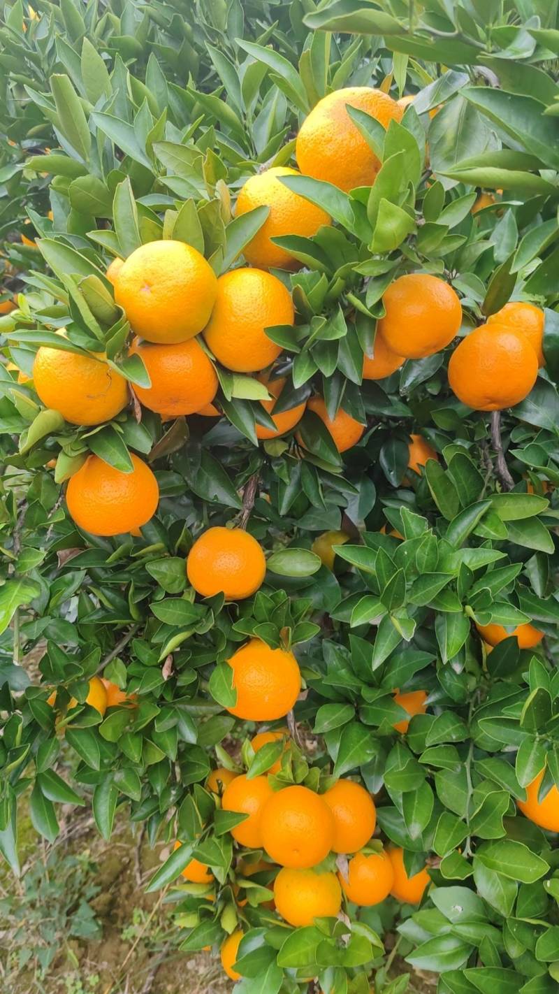 【精品】蜜橘特早大量电商平台市场地头装货可看园采