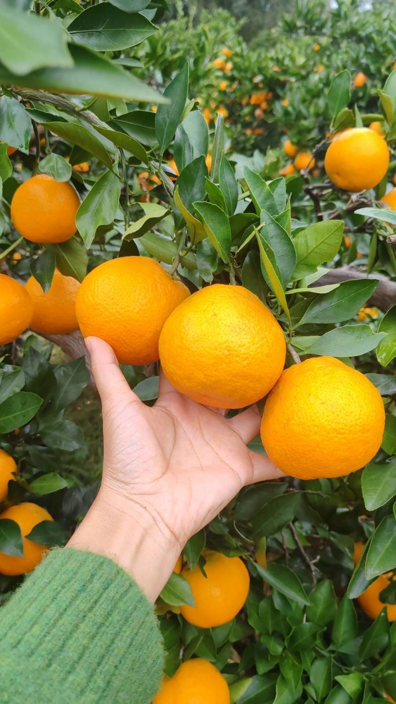 【精品】蜜橘特早大量电商平台市场地头装货可看园采