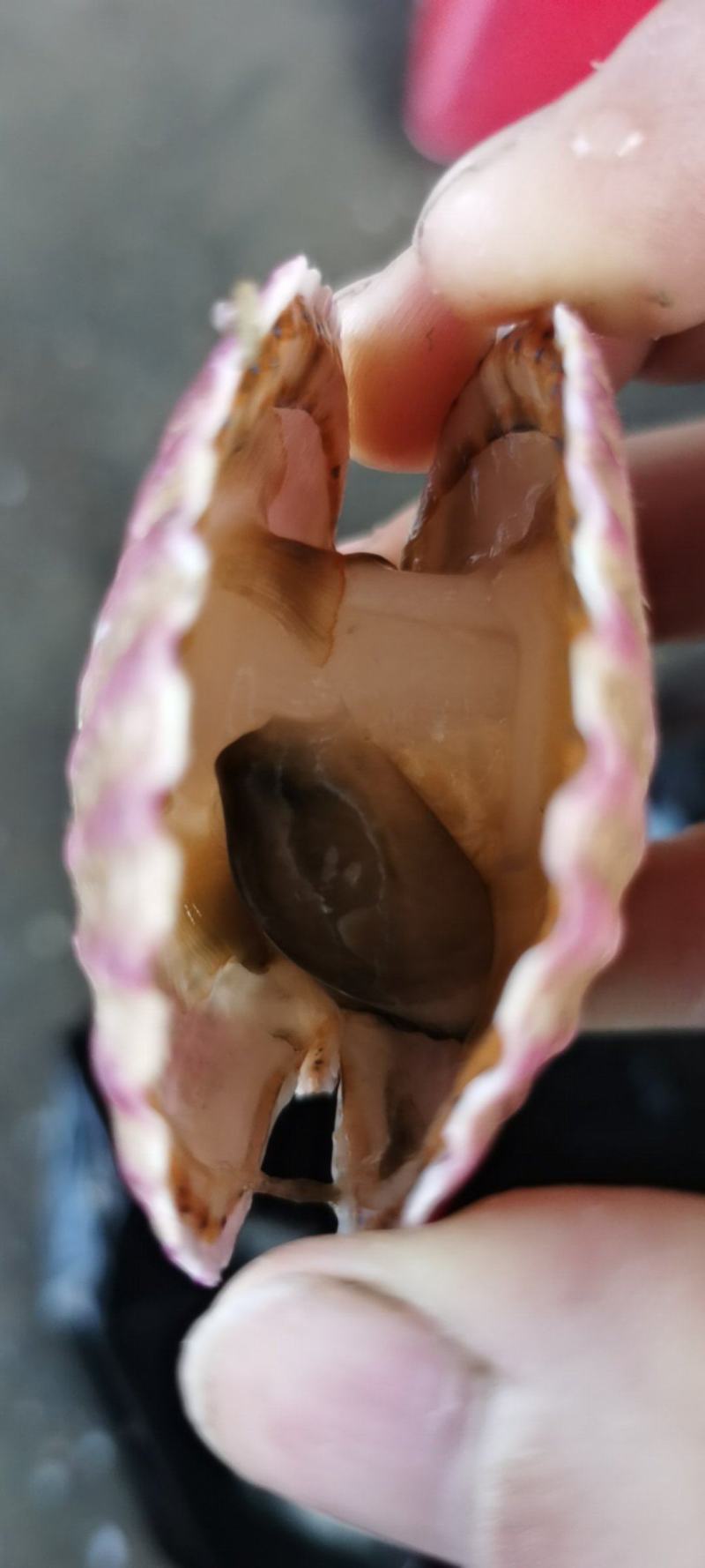 鲜活扇贝小红贝港湾贝质量保证鲜活到家量大价优