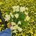 黄白菊，多头菊，独头菊，花期长基地直发寒衣节祭祀用菊花