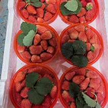 新鲜奶油草莓上市中，欢迎各大批发商，电商社区团购前来合作