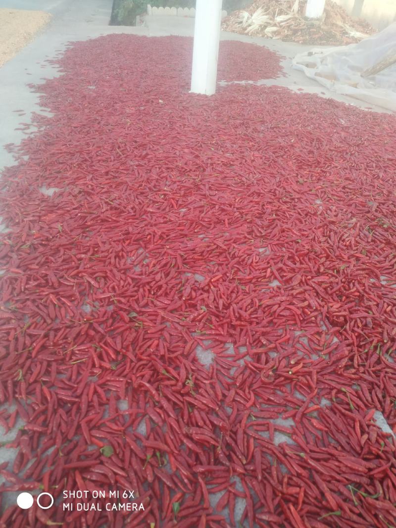 满天星干红辣椒大量上市