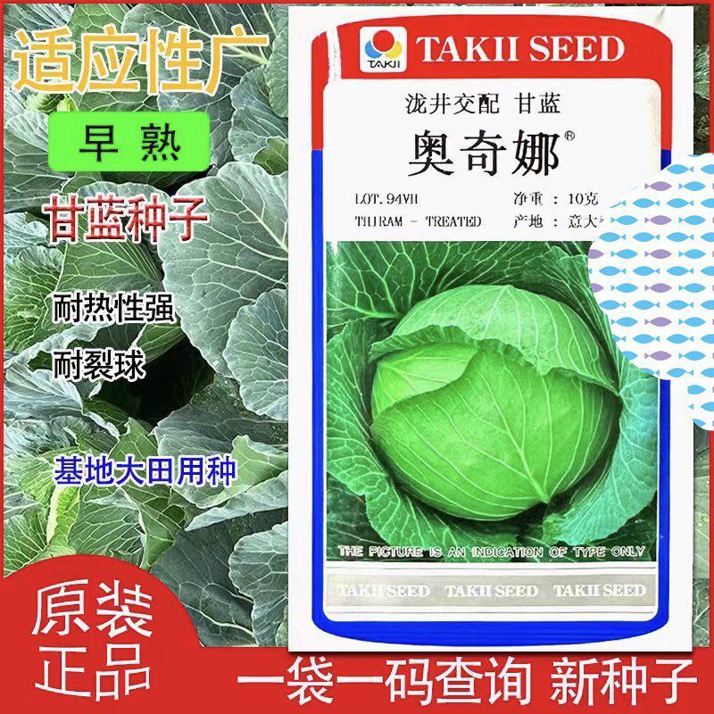 【奥奇娜】泷井交配甘蓝种子日本进口原装一代早熟耐高温耐裂