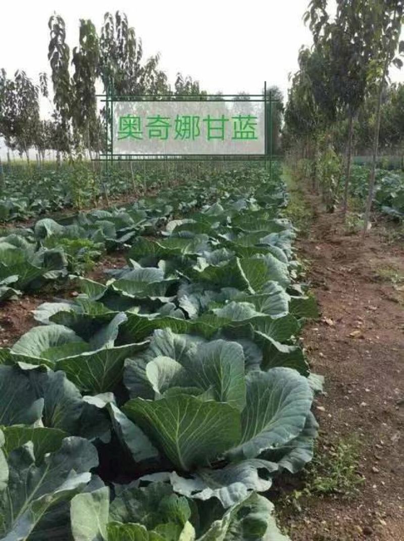 【奥奇娜】泷井交配甘蓝种子日本进口原装一代早熟耐高温耐裂