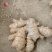 大量供应老姜母