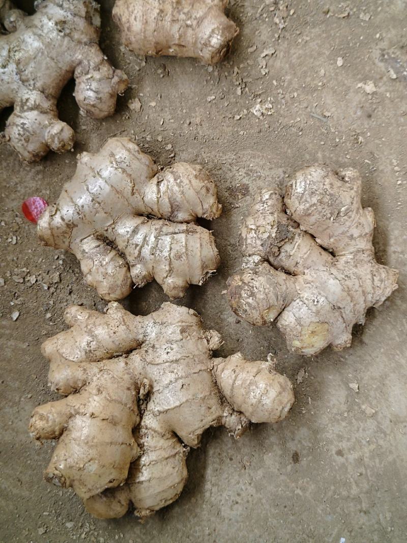 大量供应老姜母