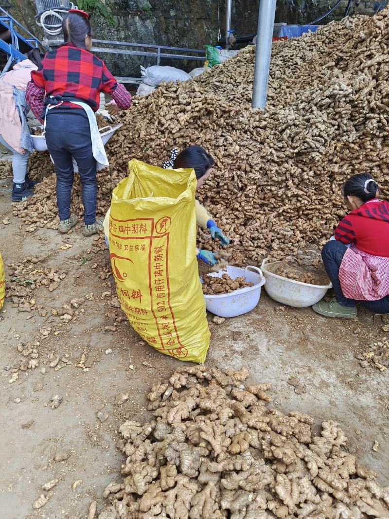 大量供应老姜母