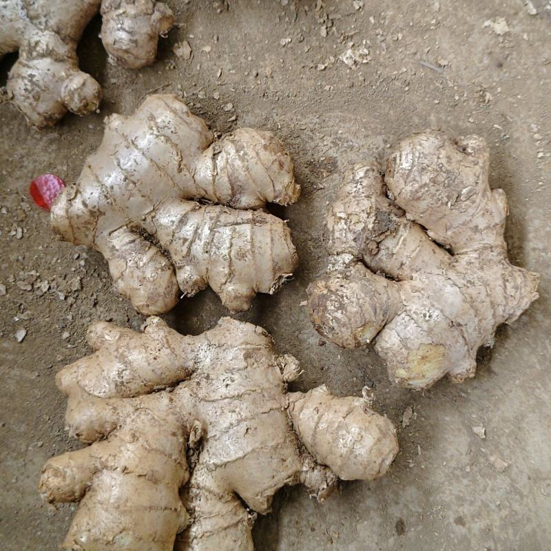 大量供应老姜母