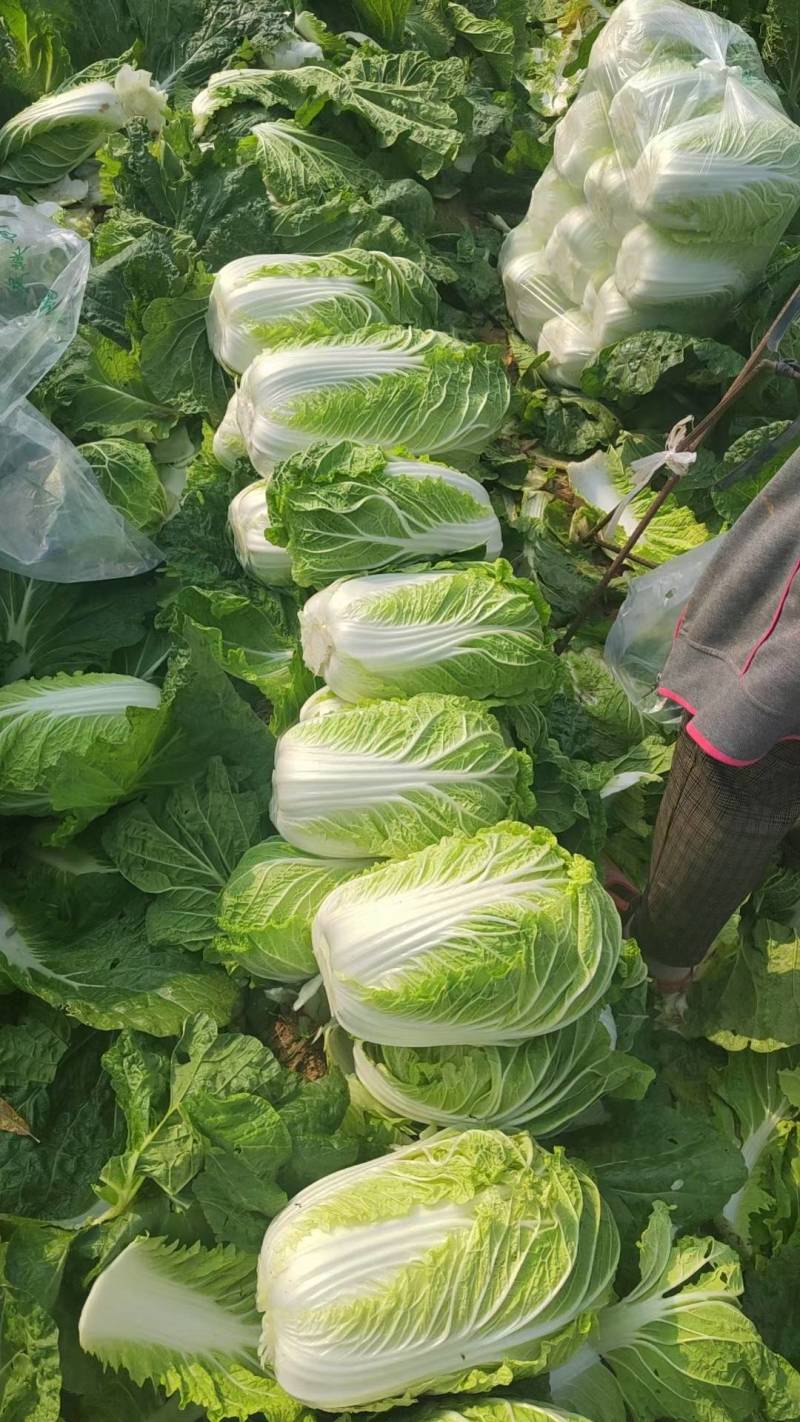 黄心菜山东泰安肥城黄心大白菜大量供应中有需要的联系我