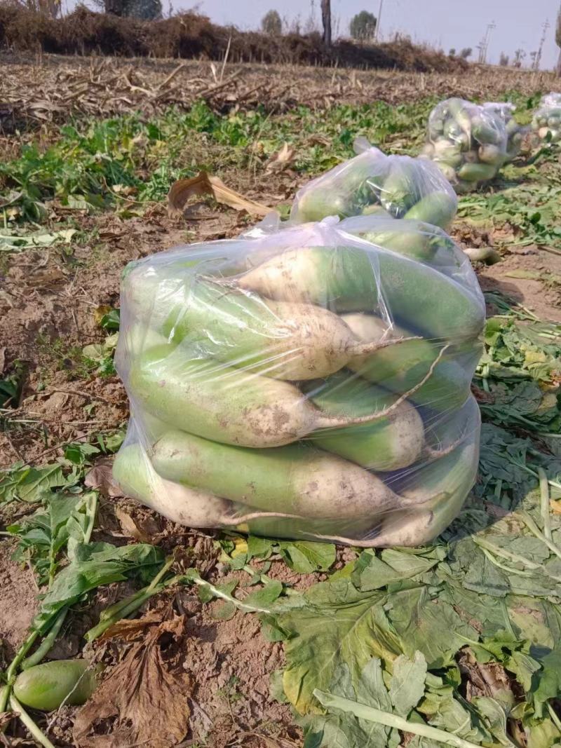 山西精品青萝卜大量上市品质保证一手货源量大从优