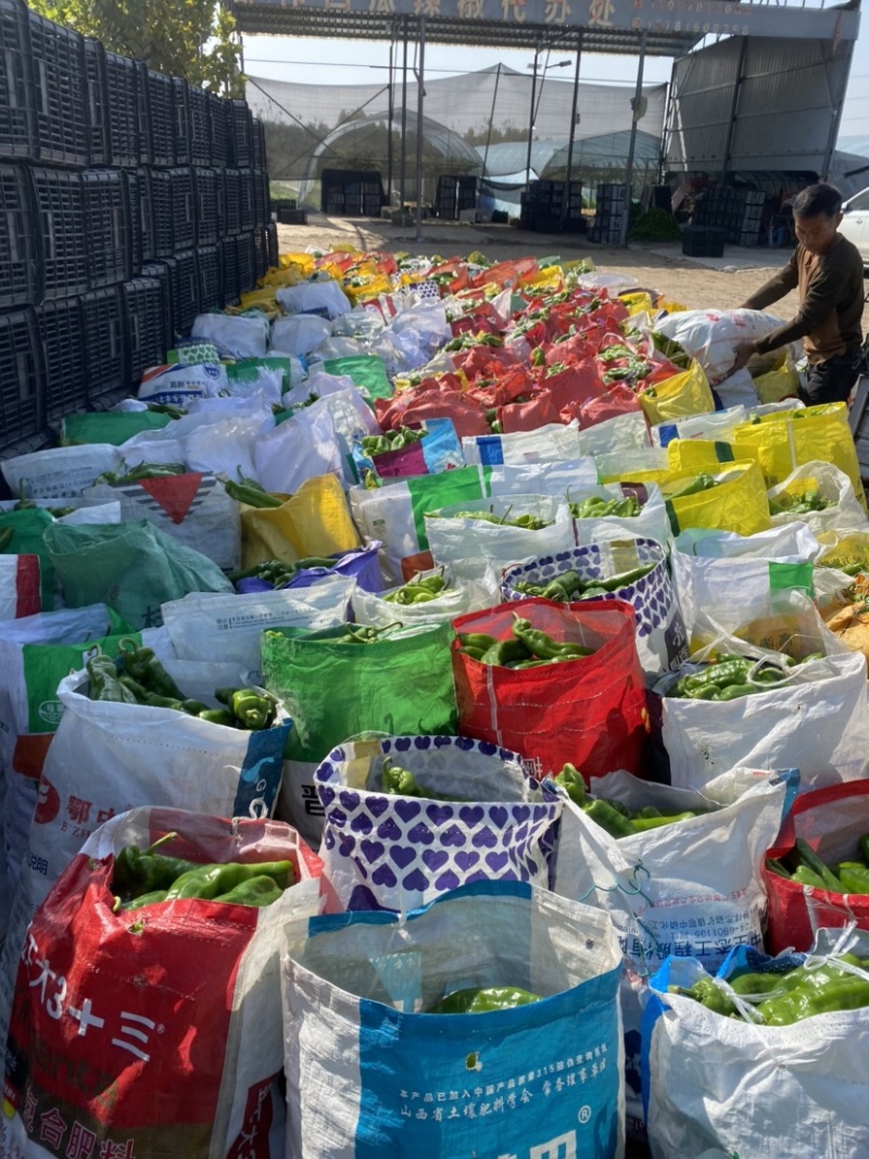 夏邑301辣椒，产地直发，万亩蔬菜基地，全天接单