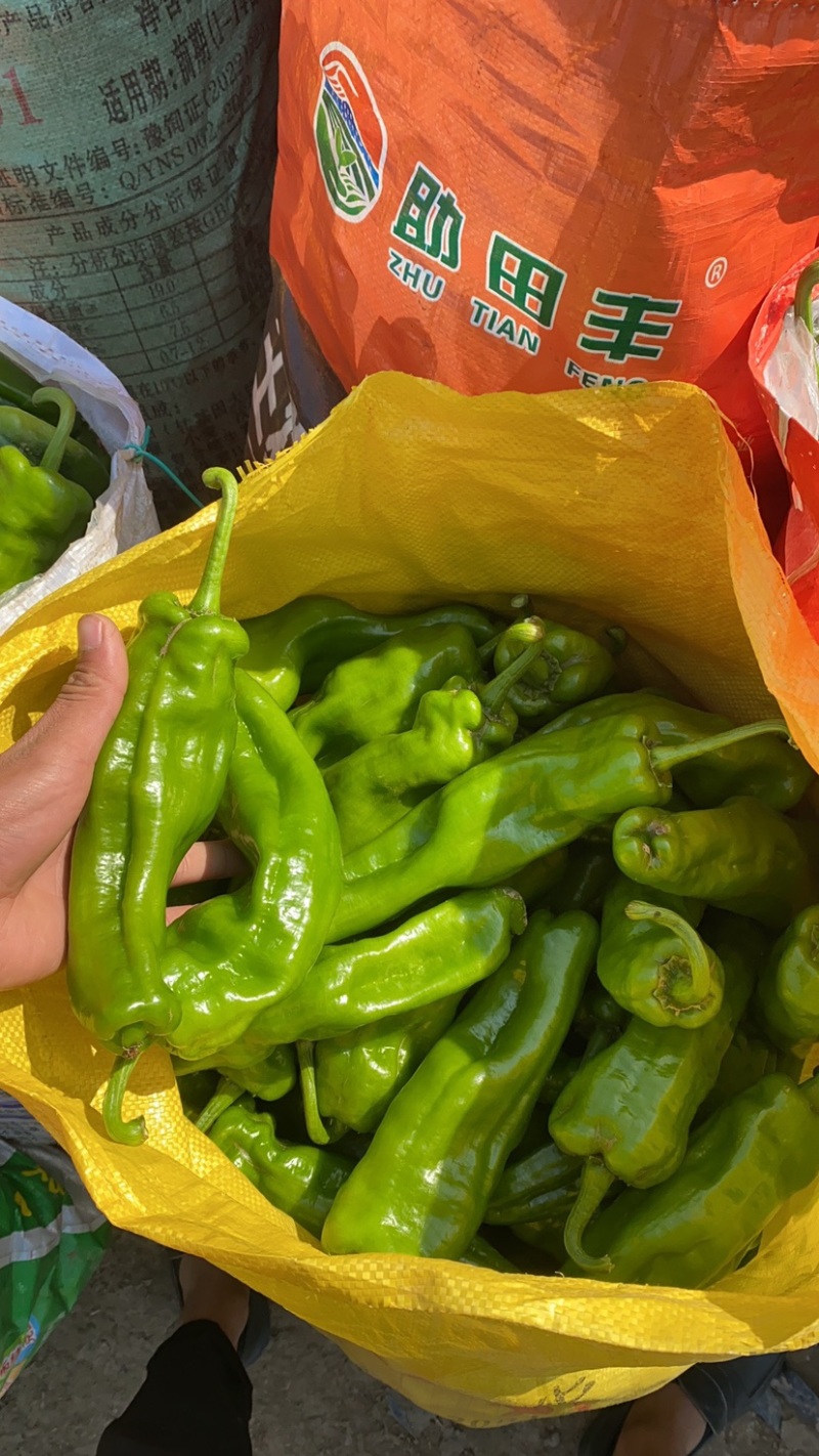 夏邑301辣椒，产地直发，万亩蔬菜基地，全天接单