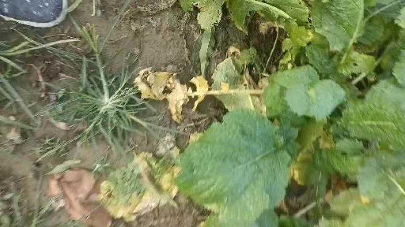 威县芥菜大量上市中，有需要联系我哦！我
