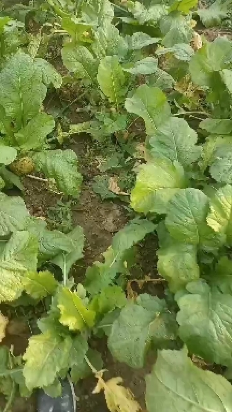 威县芥菜大量上市中，有需要联系我哦！我