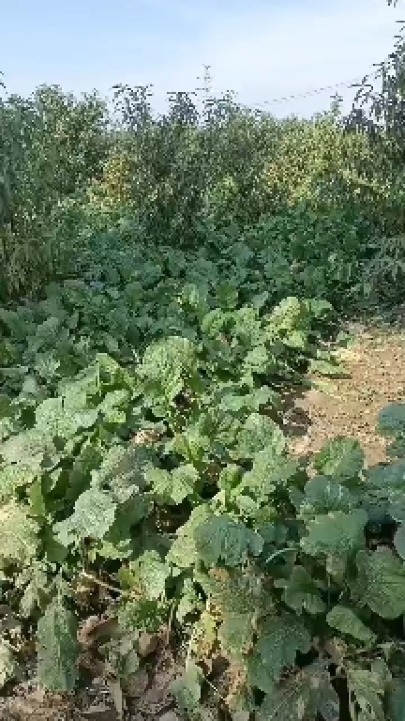 威县芥菜大量上市中，有需要联系我哦！我