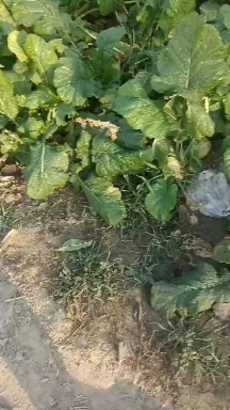 威县芥菜大量上市中，有需要联系我哦！我