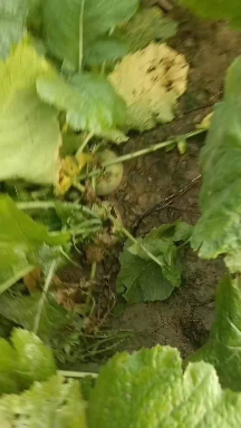 威县芥菜大量上市中，有需要联系我哦！我