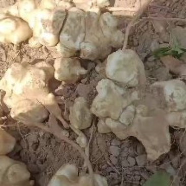 威县鲜洋姜大量上市中有需要联系我，我