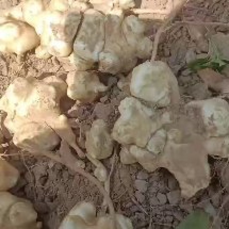 威县鲜洋姜大量上市中有需要联系我，我