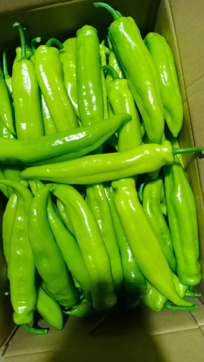 大螺丝椒，黄皮椒，黄皮线椒，
