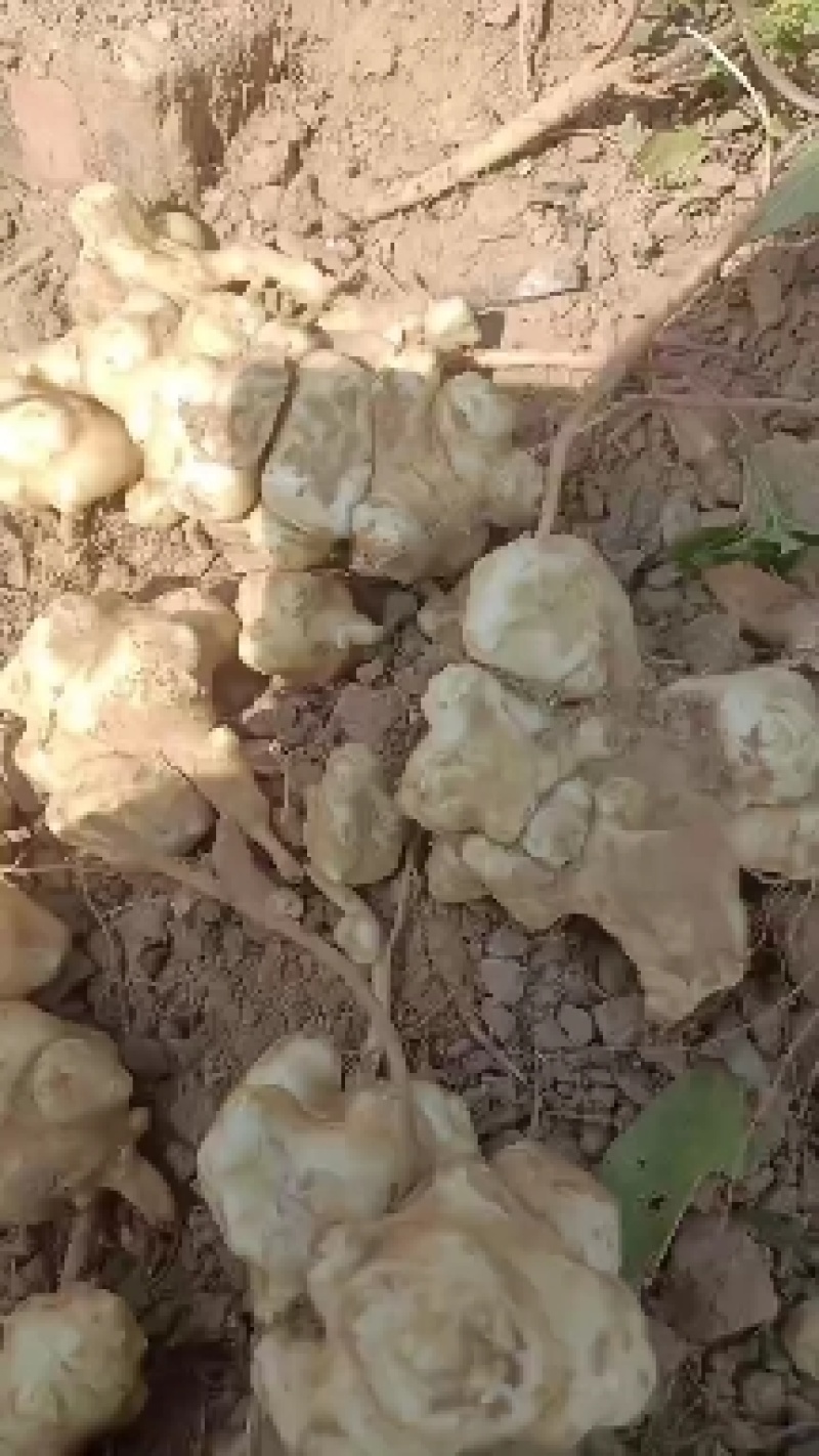 威县鲜洋姜大量上市中有需要联系我，我