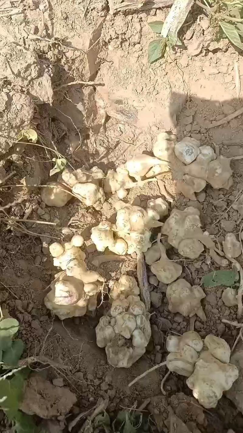 威县鲜洋姜大量上市中有需要联系我，我