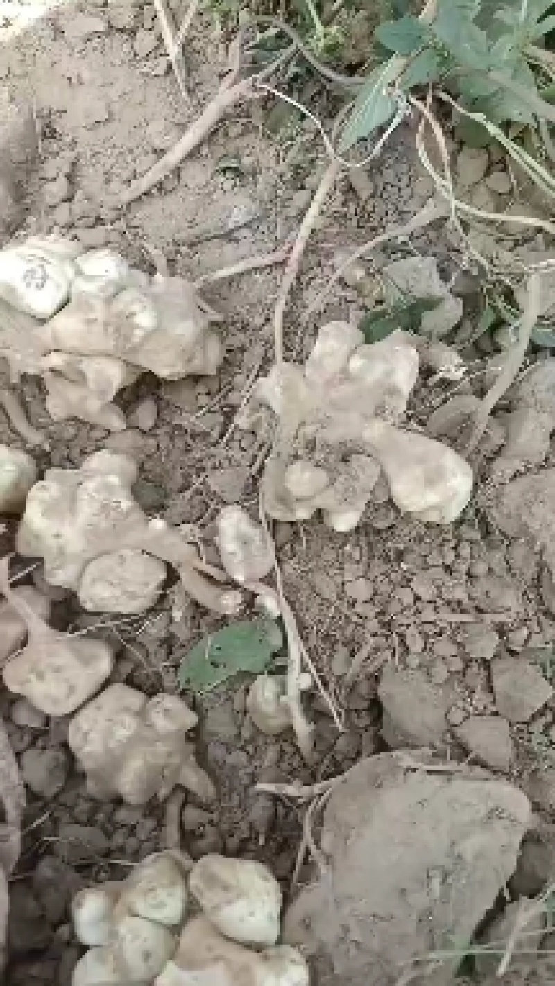 威县鲜洋姜大量上市中有需要联系我，我