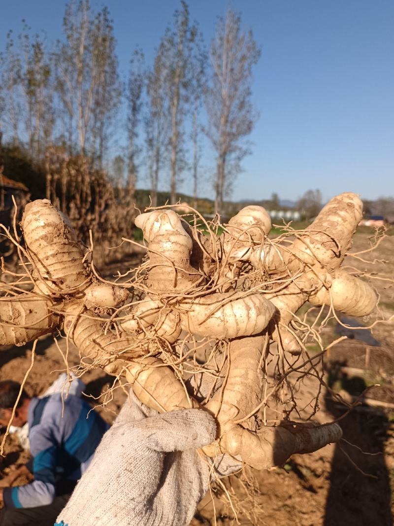 野生鸡头黄精块茎种茎产地批发鸡头根老虎姜种苗精选货